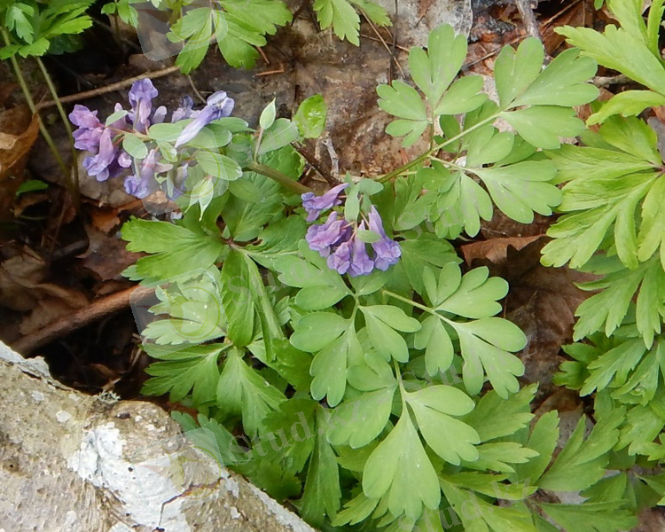 Изображение растения Corydalis solida.