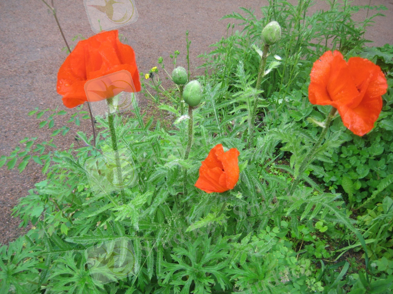 Изображение растения Papaver setiferum.