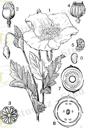 Рис. 94. Семейство Маковые. Мак самосейка (Papaver rhoeas): 1 - верхушка-цветущего побега; 2 - пестик; 3 - поперечный разрез завязи; 4 - коробочка; 5 - семя; 6 - семя в разрезе; 7 - диаграмма цветка мака; 8 - диаграмма цветка крестоцветного