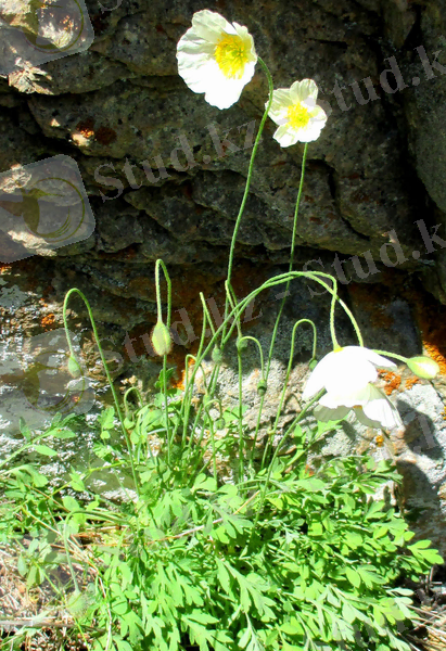 Изображение растения Papaver tenellum.