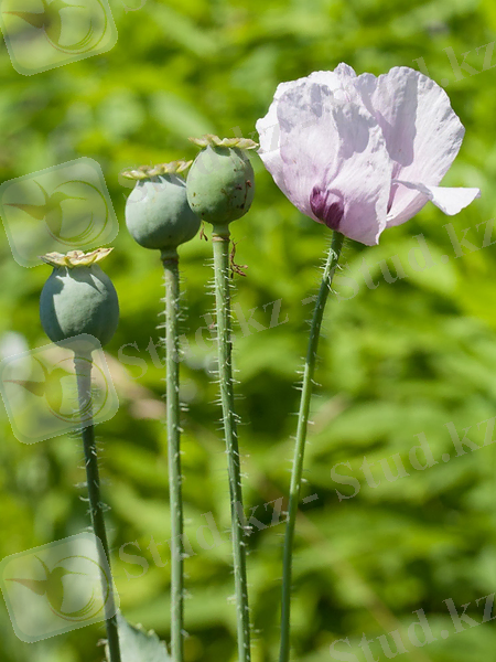 Изображение растения Papaver somniferum.