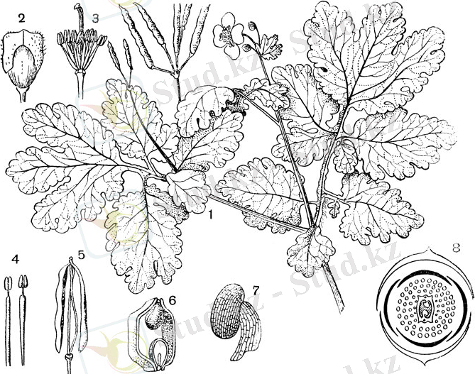 Рис. 95. Семейство Маковые. Чистотел большой (Chelidonium majus): 1 - часть побега с цветками и плодами; 2 - бутон с отрывающимися чашелистиками; 3 - андроцей и гинецей; 4 - тычинки; 5 - зрелый плод; видны отделившиеся семяносцы; 6 - поперечный разрез плода; 7 - семя с коронкой; 8 - диаграммщь цветка