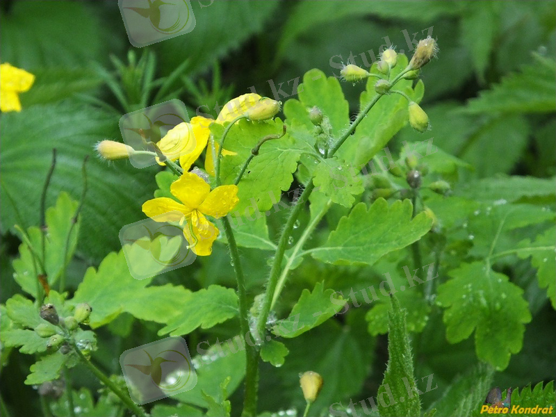 Изображение растения Chelidonium majus.