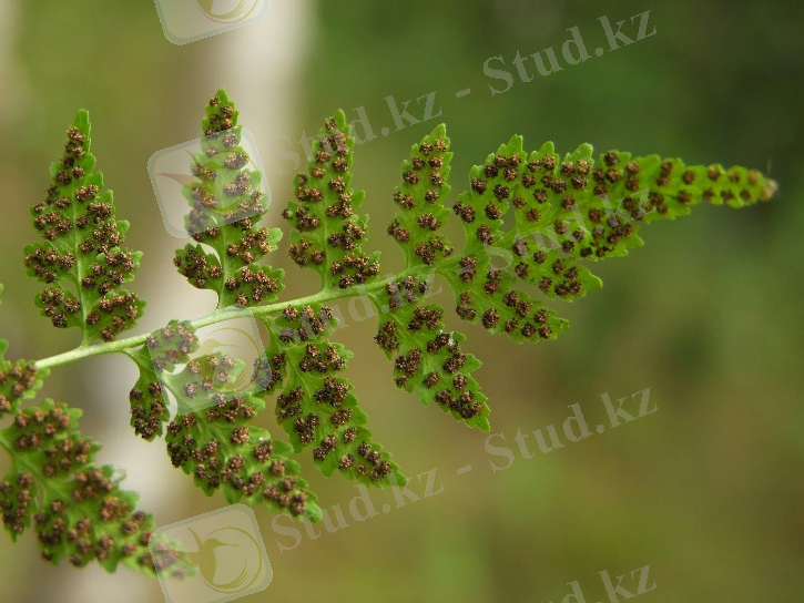 Изображение растения Cystopteris fragilis.