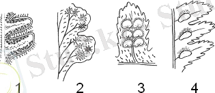 http://www.bsu.ru/content/page/1415/hecadem/bashaeva_tg/cl_284/files/mzip_268_14474/sorusy.bmp