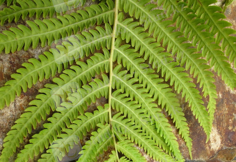 Изображение растения Matteuccia struthiopteris.