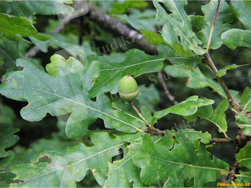 Изображение растения Quercus robur.