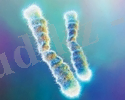 Описание: telomeres