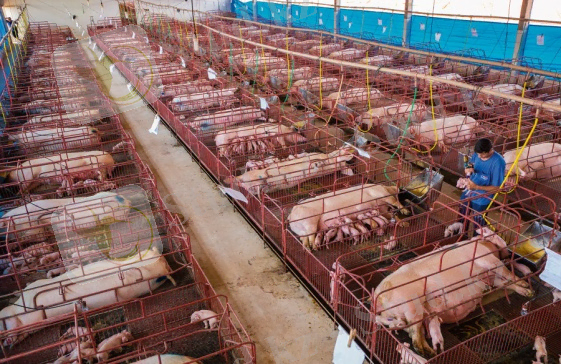 http://www.elnuevoagro.com.ar/img/gallery/edf63d_2014_05_24_chanchos_NG.jpg