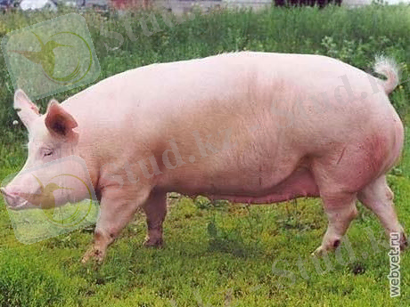 http://www.webvet.ru/imgs/db/catalog/icon_475.webvet.ru.jpg