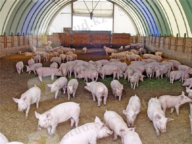http://agronews.testht.com/sites/default/files/images/svinovodstvo2_0.jpg