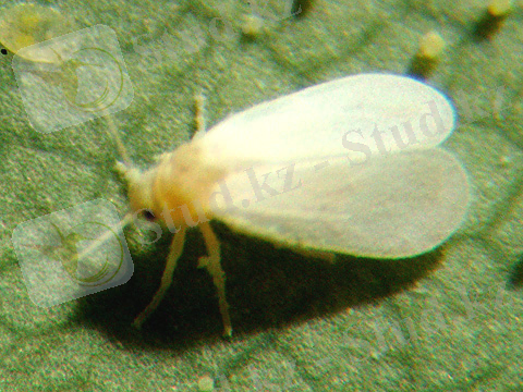 http://nathistoc.bio.uci.edu/hemipt/Trialeurodes1.jpg