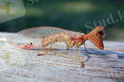 http://upload.wikimedia.org/wikipedia/commons/thumb/2/23/Mantispidae_fg1.jpg/400px-Mantispidae_fg1.jpg