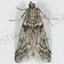 http://mothphotographersgroup.msstate.edu/Files1/Live/JD/JD5968-BS.jpg