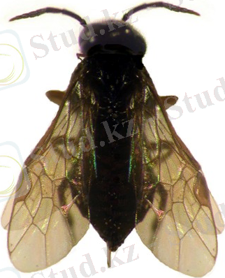http://www.agroatlas.ru/content/pests/Caliroa_cerasi/Caliroa_cerasi.jpg