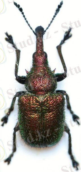 http://www.biolib.cz/IMG/GAL/150891.jpg