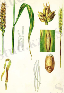 C:\Users\nazerke\Pictures\P_septorioz.jpg
