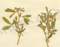 http://www.himagro.com.ua/upload/iblock/38b/perinosporoz.jpg