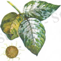 http://agra.com.ua/img/04501-2.jpg