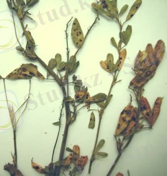 http://www.agroatlas.ru/content/diseases/Faba2/Faba2_Pseudopeziza_jonesii/Faba2_Pseudopeziza_jonesii.jpg