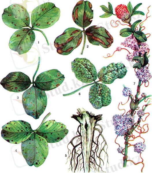 http://www.agromage.com/artpict/art163_01.jpg