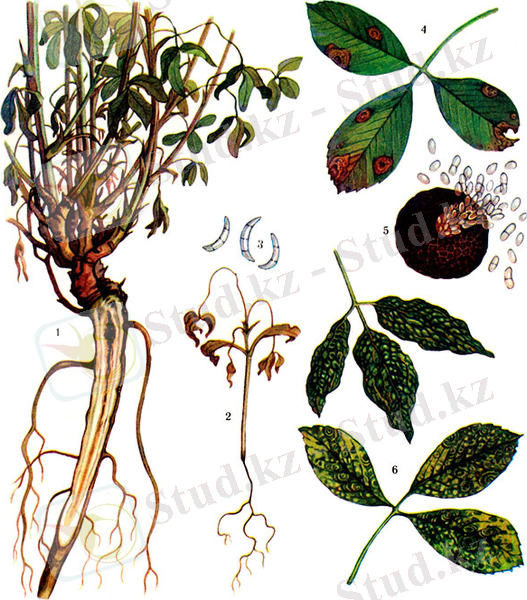 http://www.agromage.com/artpict/art177_02.jpg
