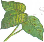 http://agra.com.ua/img/04505.jpg