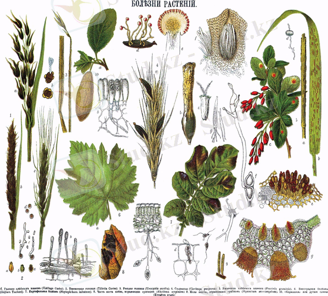 http://upload.wikimedia.org/wikipedia/commons/9/92/Brockhaus_and_Efron_Encyclopedic_Dictionary_b7_336-0.jpg