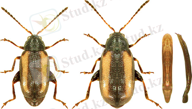 http://www.biol.uni.wroc.pl/cassidae/European%20Chrysomelidae/Iconography/Phyllotreta%20vittula.jpg