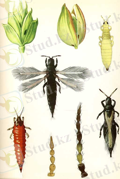 http://servis-agro.com.ua/up/article/img/Vred/pchenichnitrips.jpg