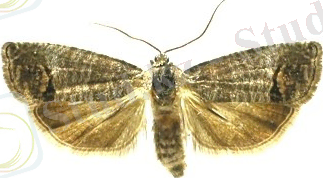 C:\Users\nazerke\Pictures\Cydia_pomonella.jpg