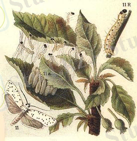 C:\Users\nazerke\Pictures\275px-Yponomeuta_malinellus_ugglan.jpg