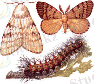 C:\Users\nazerke\Pictures\pic__neparnyiy__shelkoprjad__345x345.jpg