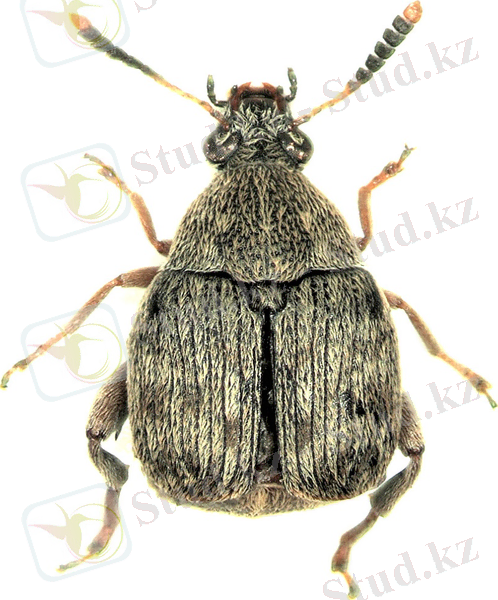 http://www.zin.ru/animalia/coleoptera/images/w_900/AB_006_Acanthoscelides_obtectus.jpg