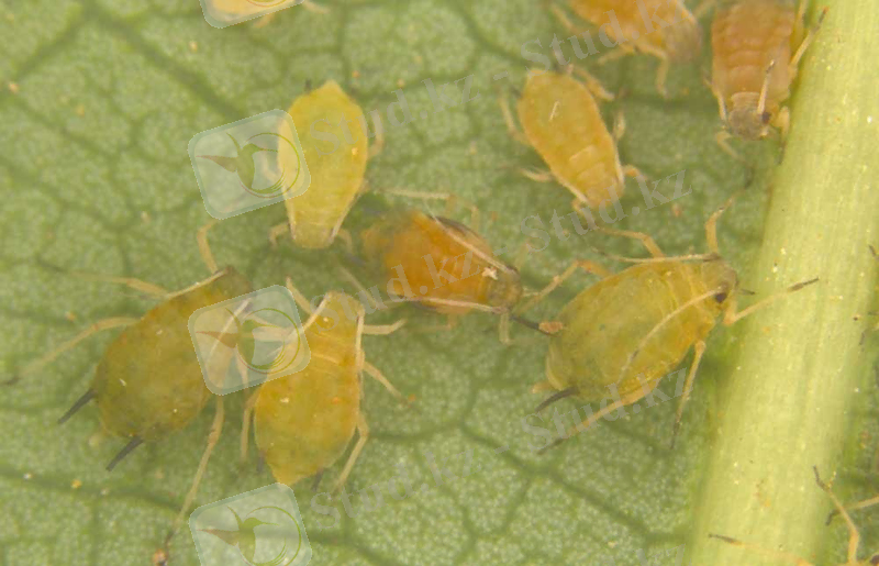 Aphis-gossypii1.png