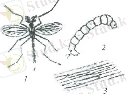 C:\Users\ANARka\Desktop\image002.jpg
