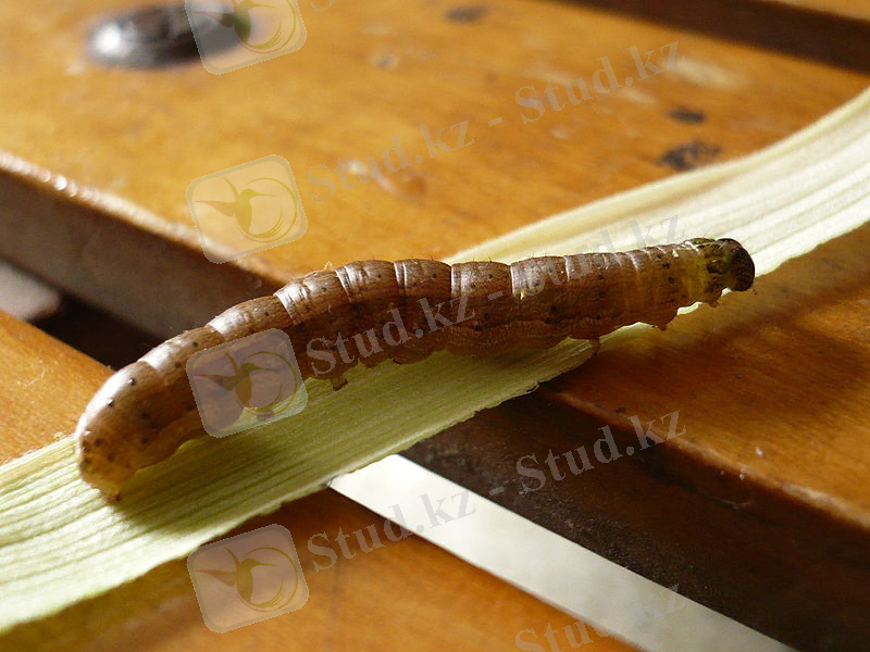C:\Users\user\Desktop\800px-Corn_worm.jpg