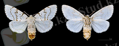 C:\Users\user\Desktop\Lymantria_dispar_MHNT.CUT.2012.0.357_Claix_(Isère)_Female.jpg