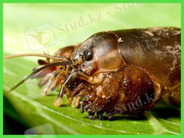 http://ianimal.ru/wp-content/uploads/2011/08/medvedka04-620x465.jpg