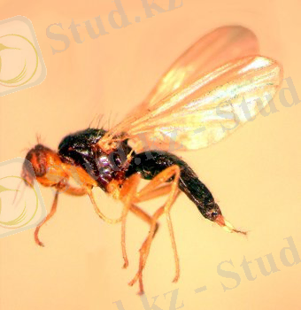 http://www.agroatlas.ru/content/pests/Psila_rosae/Psila_rosae.jpg