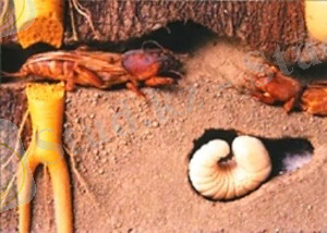 http://www.glav-dacha.ru/wp-content/uploads/2014/03/borba-medvedkojj-na-ogorode.jpg