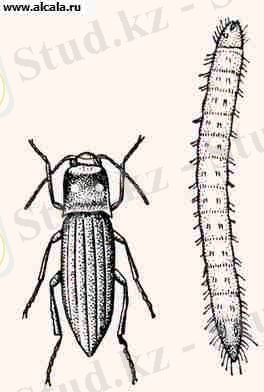 http://alcala.ru/bse/big/img3_1/encyclopediyaRU-277094262.jpg