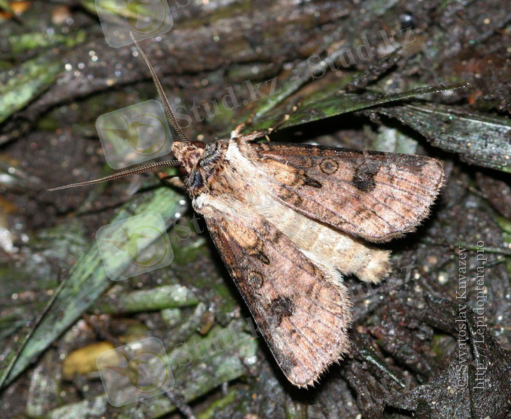 http://lepidoptera.ru/images/1024/9622.jpg