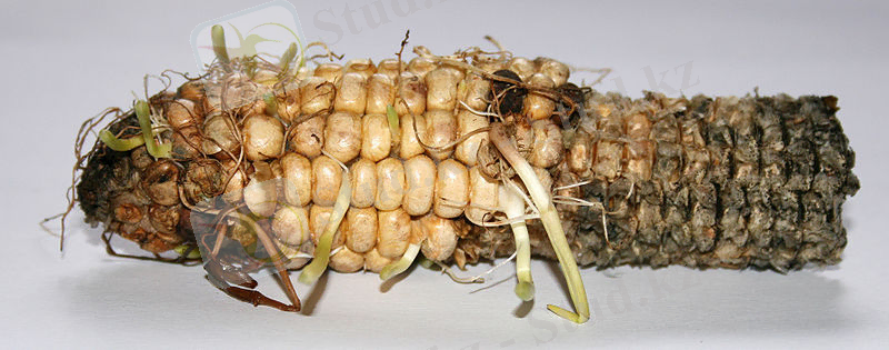 C:\Users\юзер\Desktop\акди\800px-Maize_white_background2.jpg