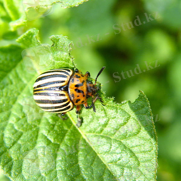 File:Kartoffelkäfer Leptinotarsa decemlineata.jpg