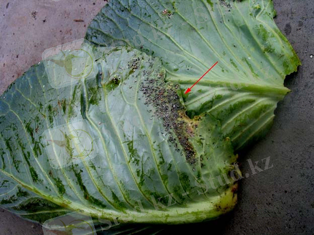 http://www.plante-doktor.dk/kaalbladlus1.JPG