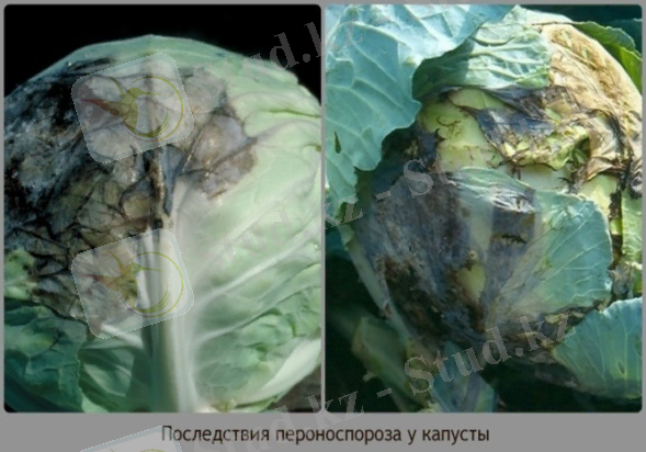 http://legkovmeste.ru/wp-content/uploads/2014/08/%D0%BA%D0%BE%D0%BB%D0%BB%D0%B0%D0%B6-2.jpg