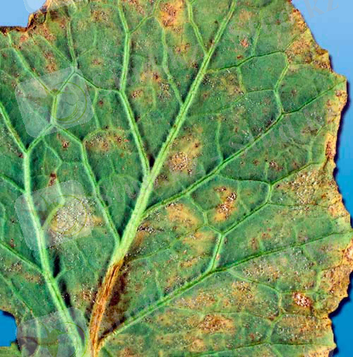http://agroflora.ru/wp-content/uploads/2014/12/peronosporoz-rapsa.jpg