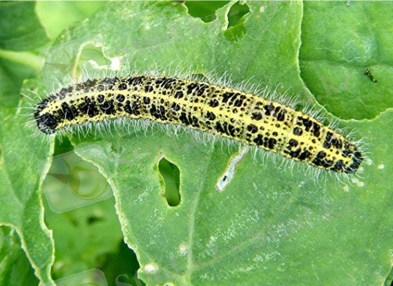 http://warehouse1.indicia.org.uk/upload/Large%20White%20Caterpillar%20(Pieris%20brassicae)%20%20near%20Granitethorpe%20Sapcote%20SP%204935%209380%20(taken%2014.9.2008)_caterpillar.2008).JPG