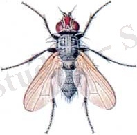 http://insecten.umbrellasoft.nl/slides/delia%20brassicae%20-%20koolvlieg.jpg